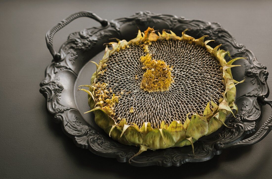 A dried sunflower on a vintage metal tray
