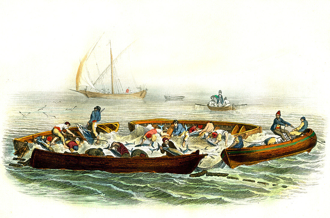 Tuna fishing,19th century
