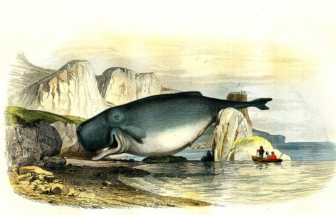 Beached sperm whale,19th century