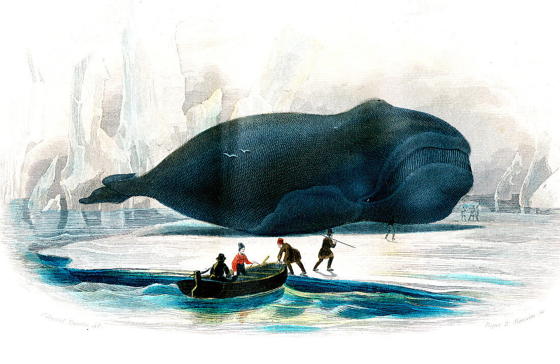 Beached bowhead whale,19th century