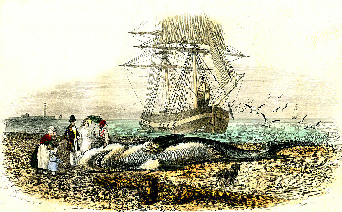 Beached great white shark,19th century