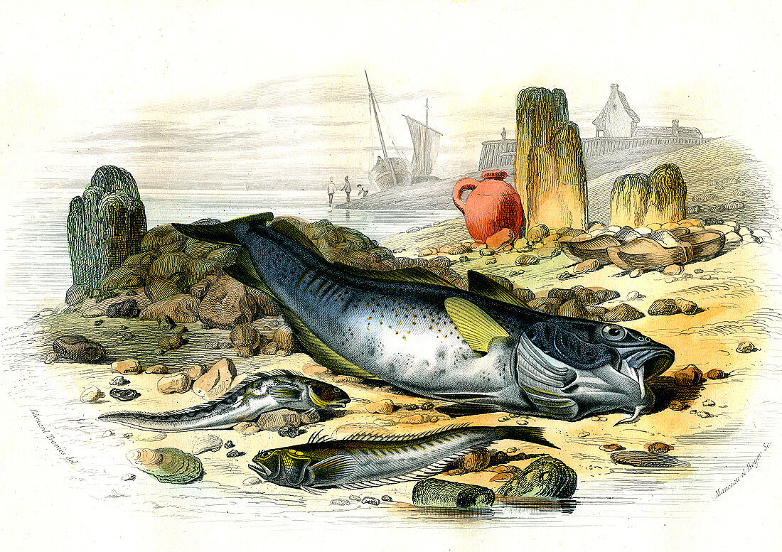 Cod and other fish,19th century