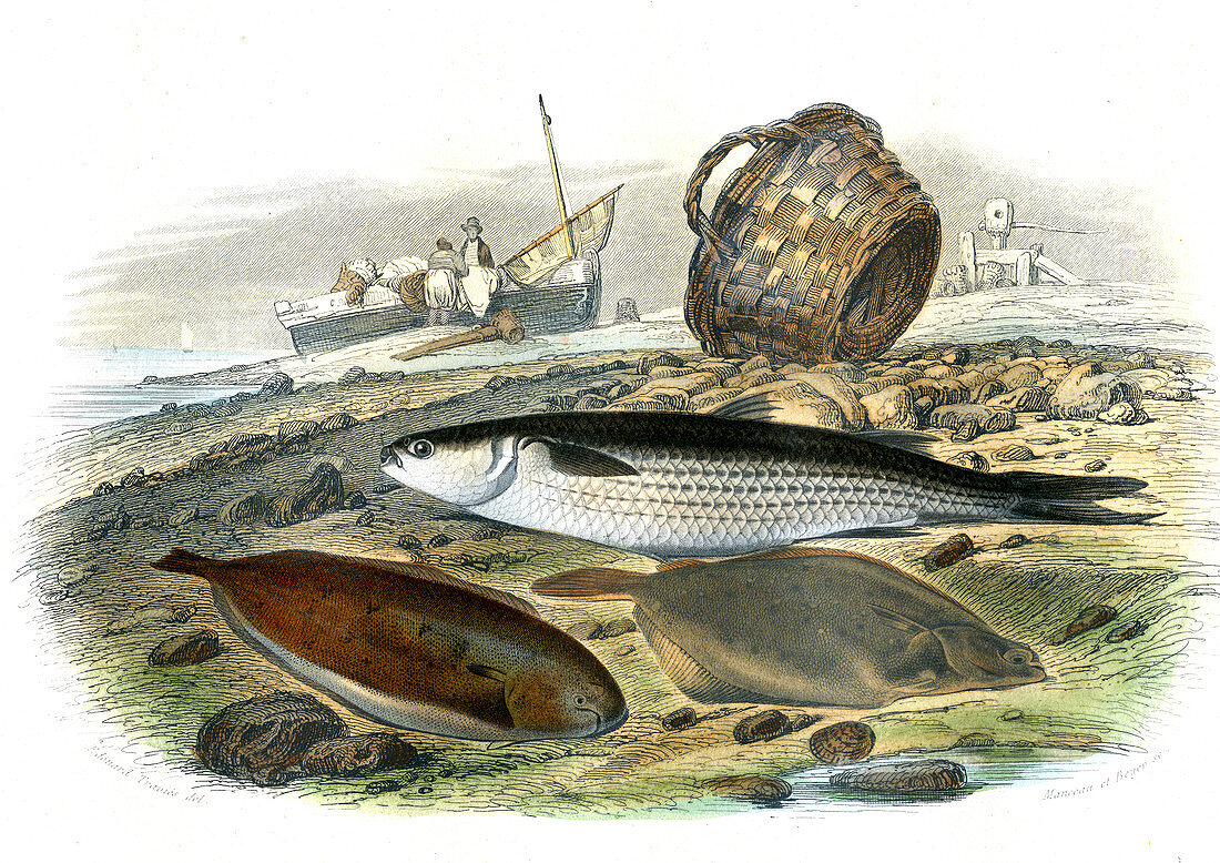 Mullet and other fish,19th century