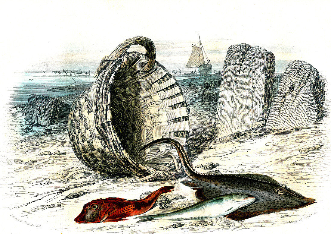 Skate and other fish,19th century