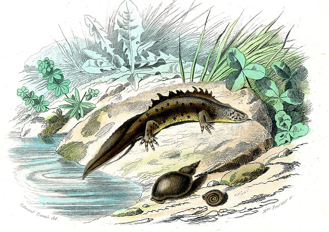 Salamander and snail,19th century
