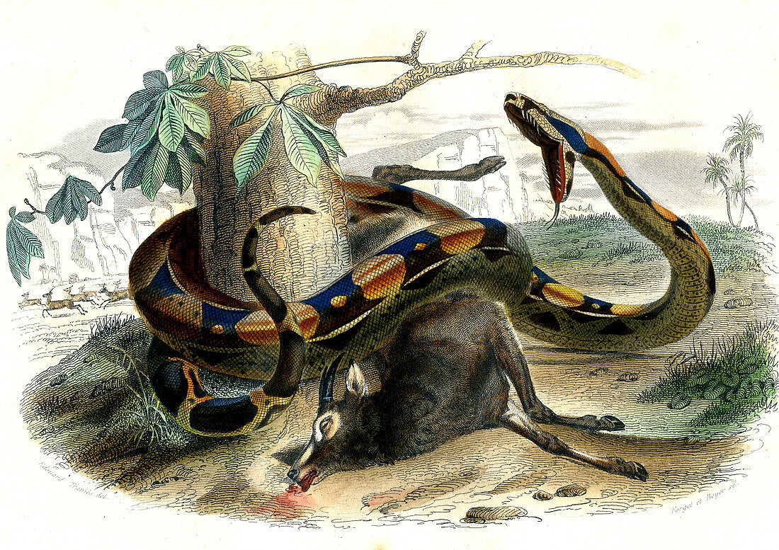 Boa constrictor,19th century