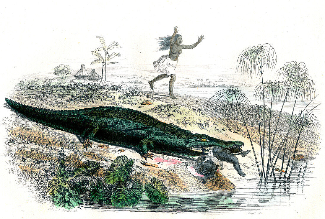 Nile crocodile and baby,19th century