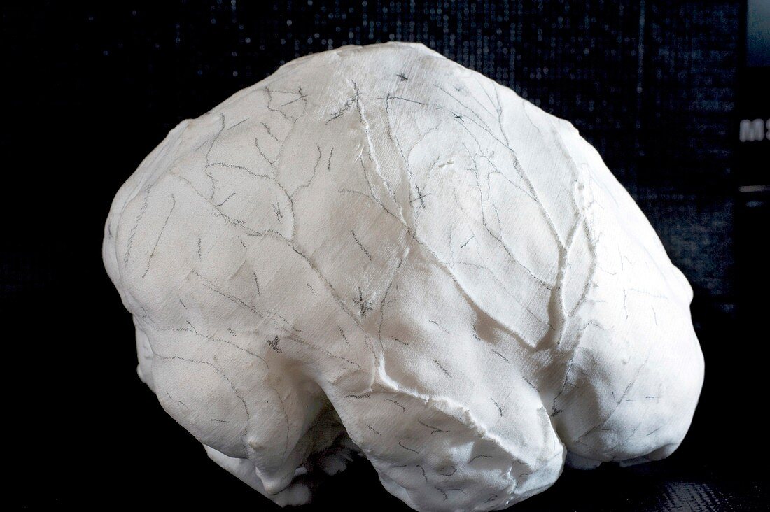 Cro-Magnon fossil skull endocast