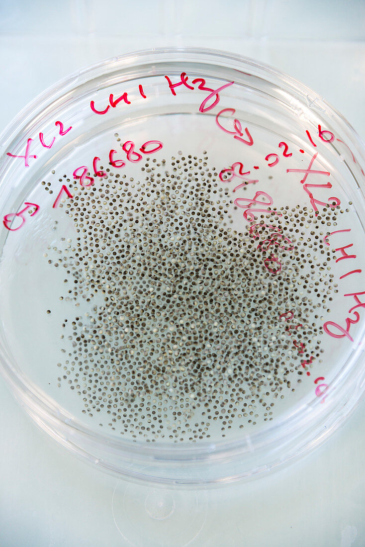 GM frog eggs for pollution detection