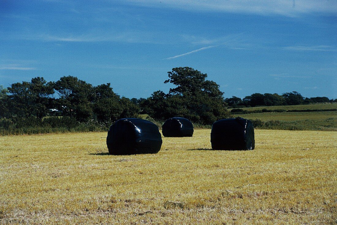 Hay bales in field