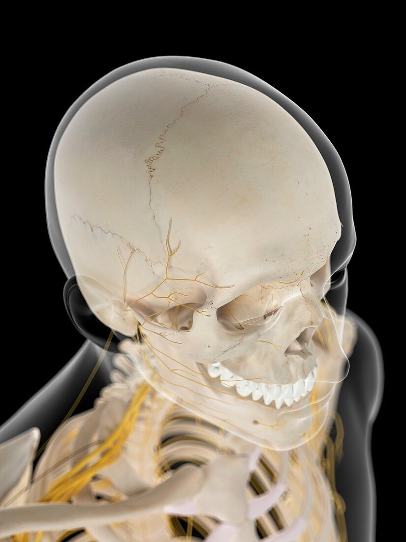 Nervous system of neck