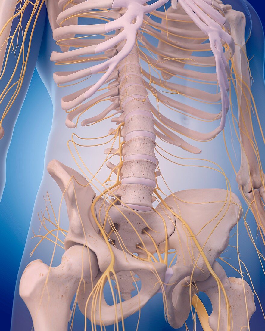 Nervous system of abdomen