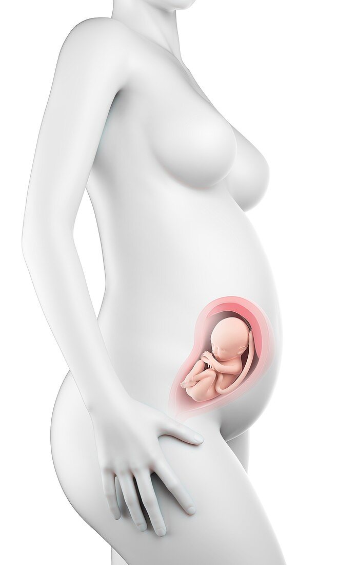 Pregnant woman,week 28