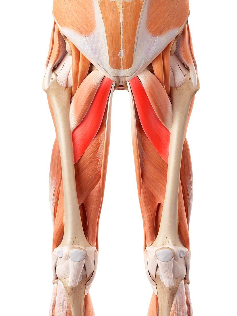 Muscular system of legs