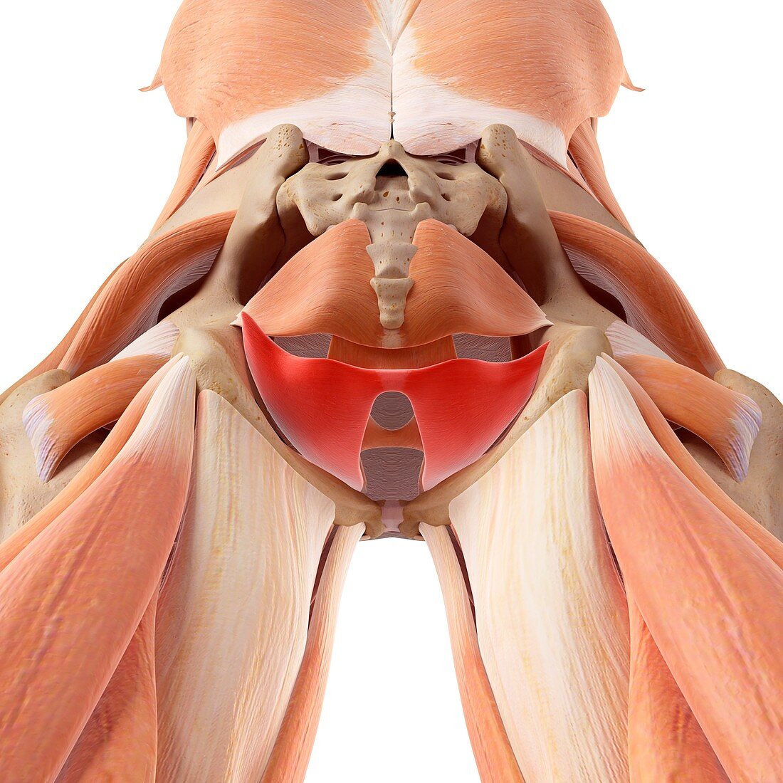 Pelvic muscles