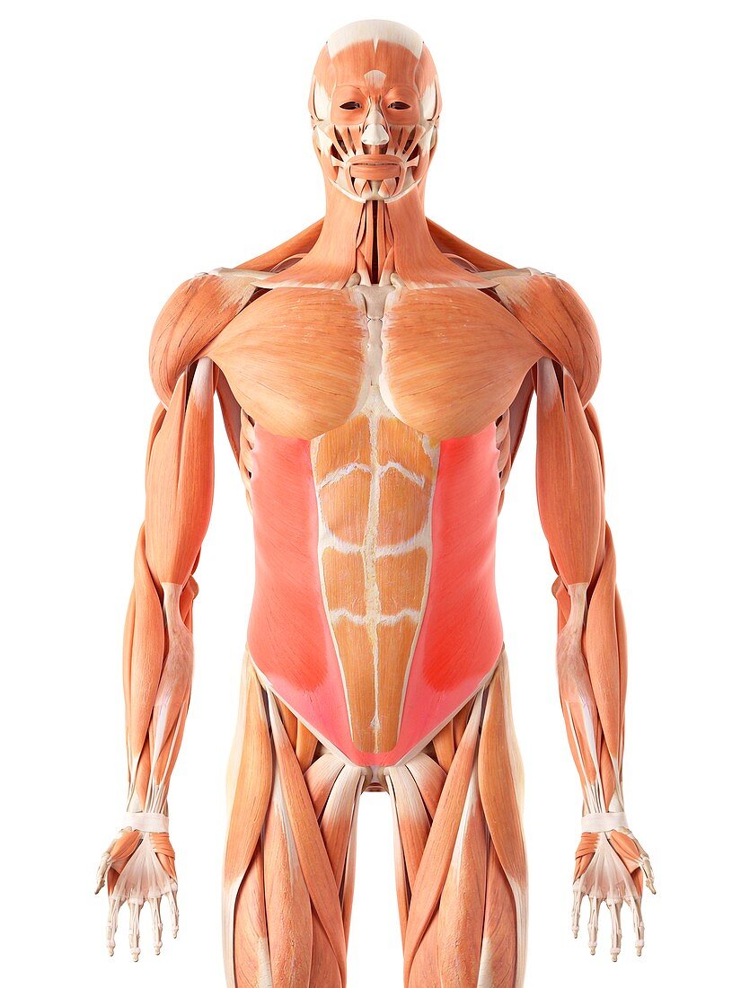 Human muscles