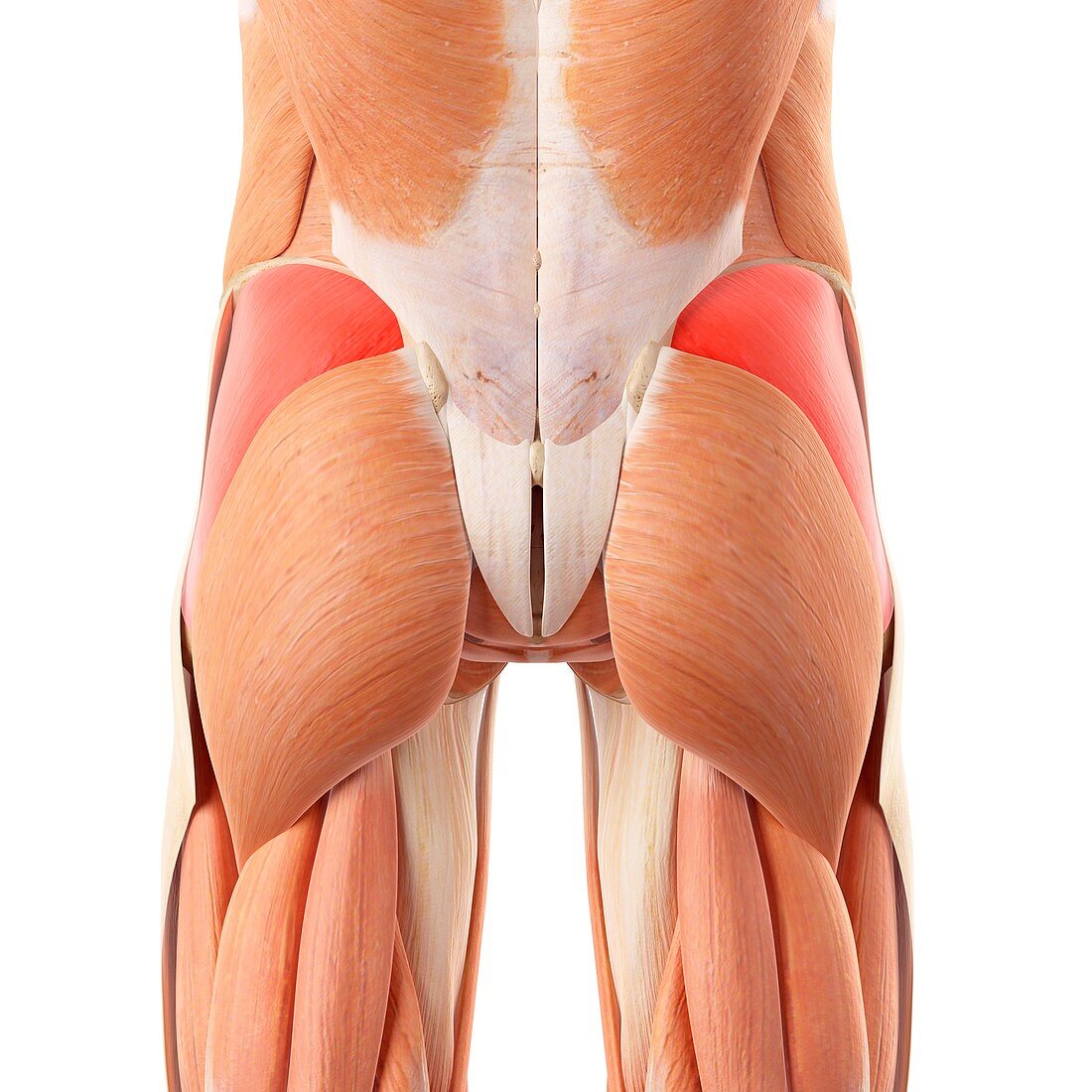 Human buttock muscles