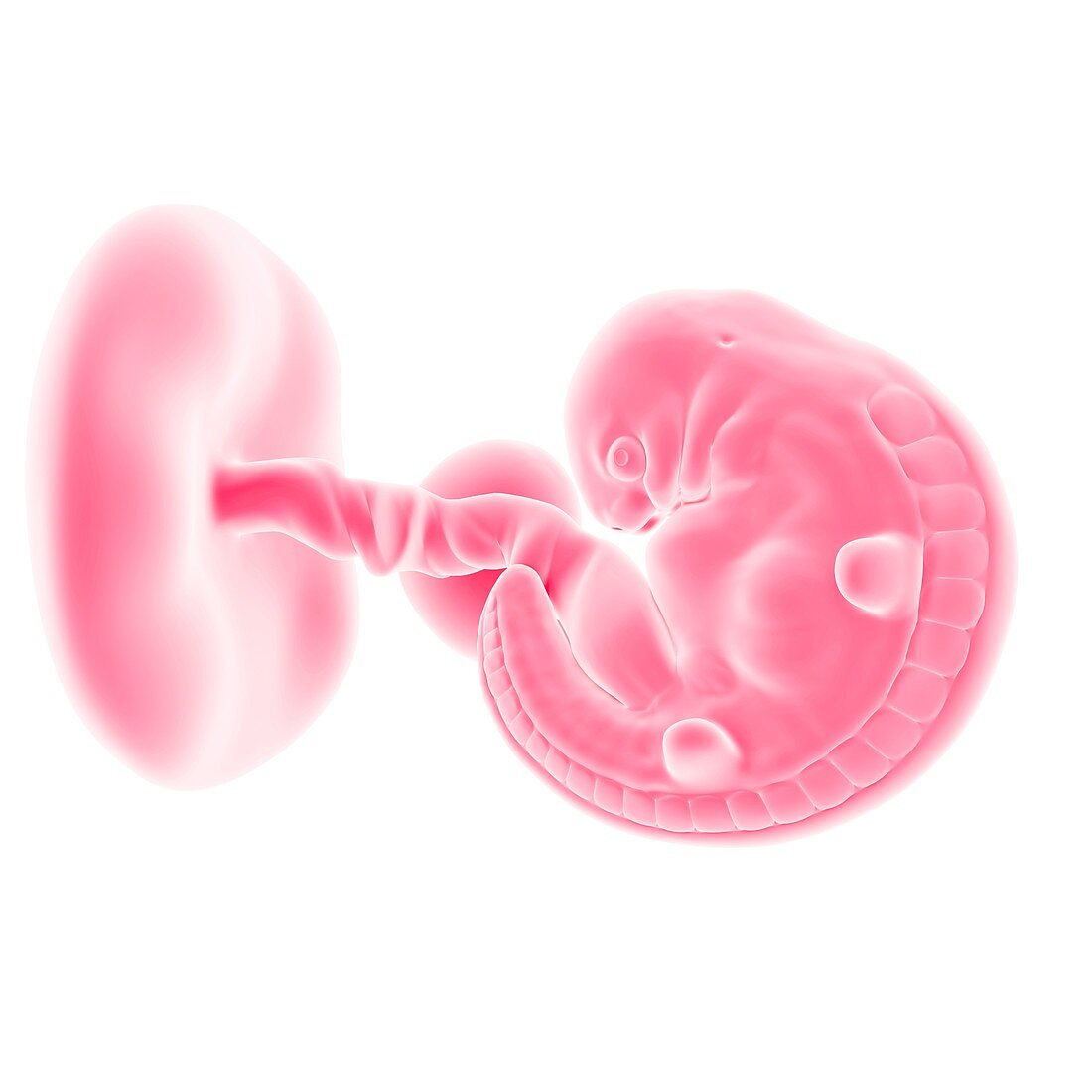 Human fetus age 6 weeks