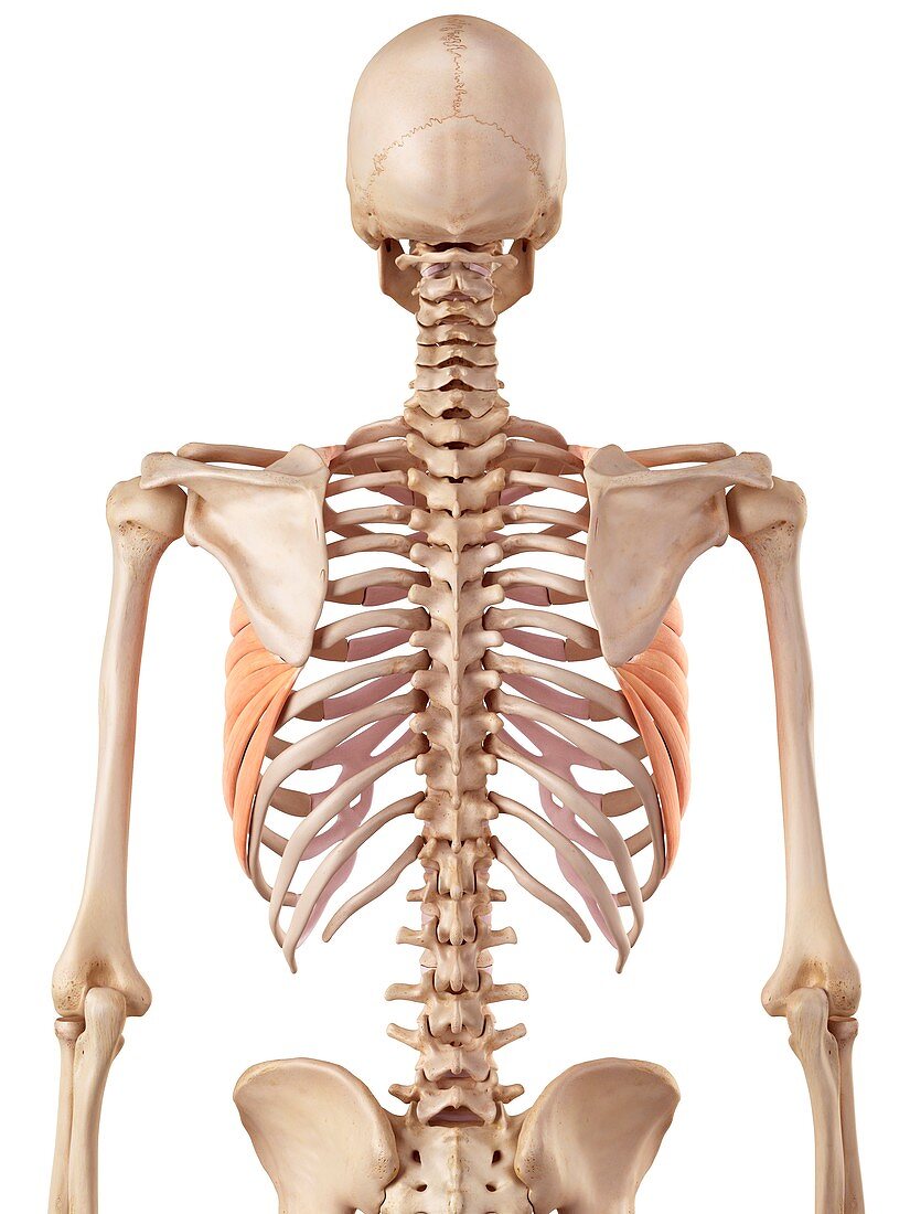 Human rib muscles