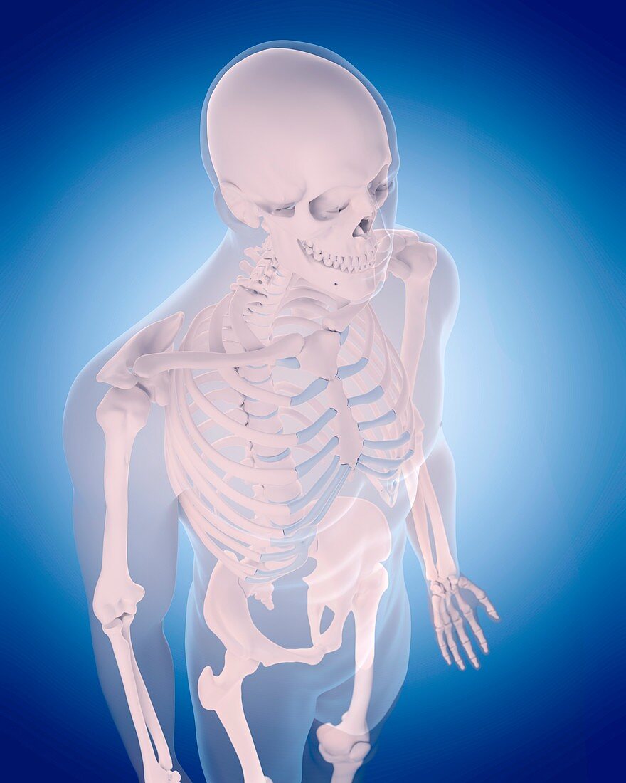 Bones of human thorax
