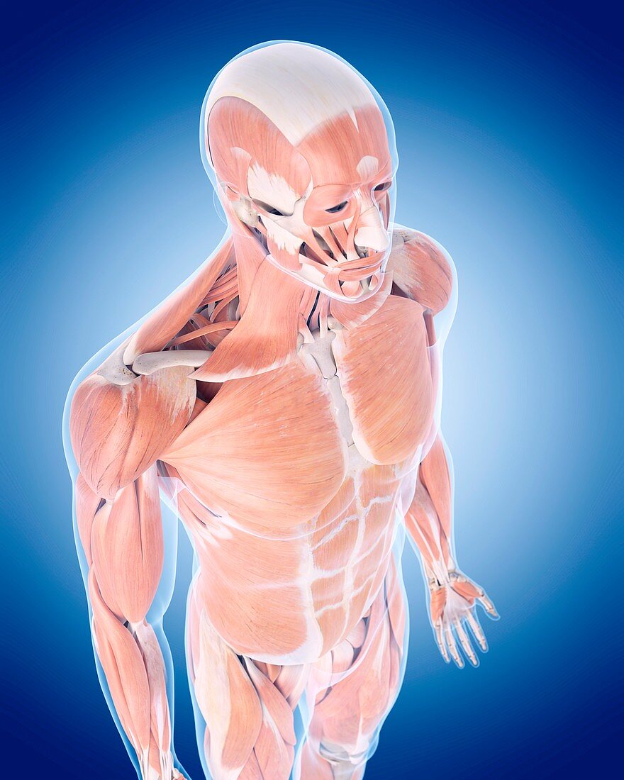 Muscular system