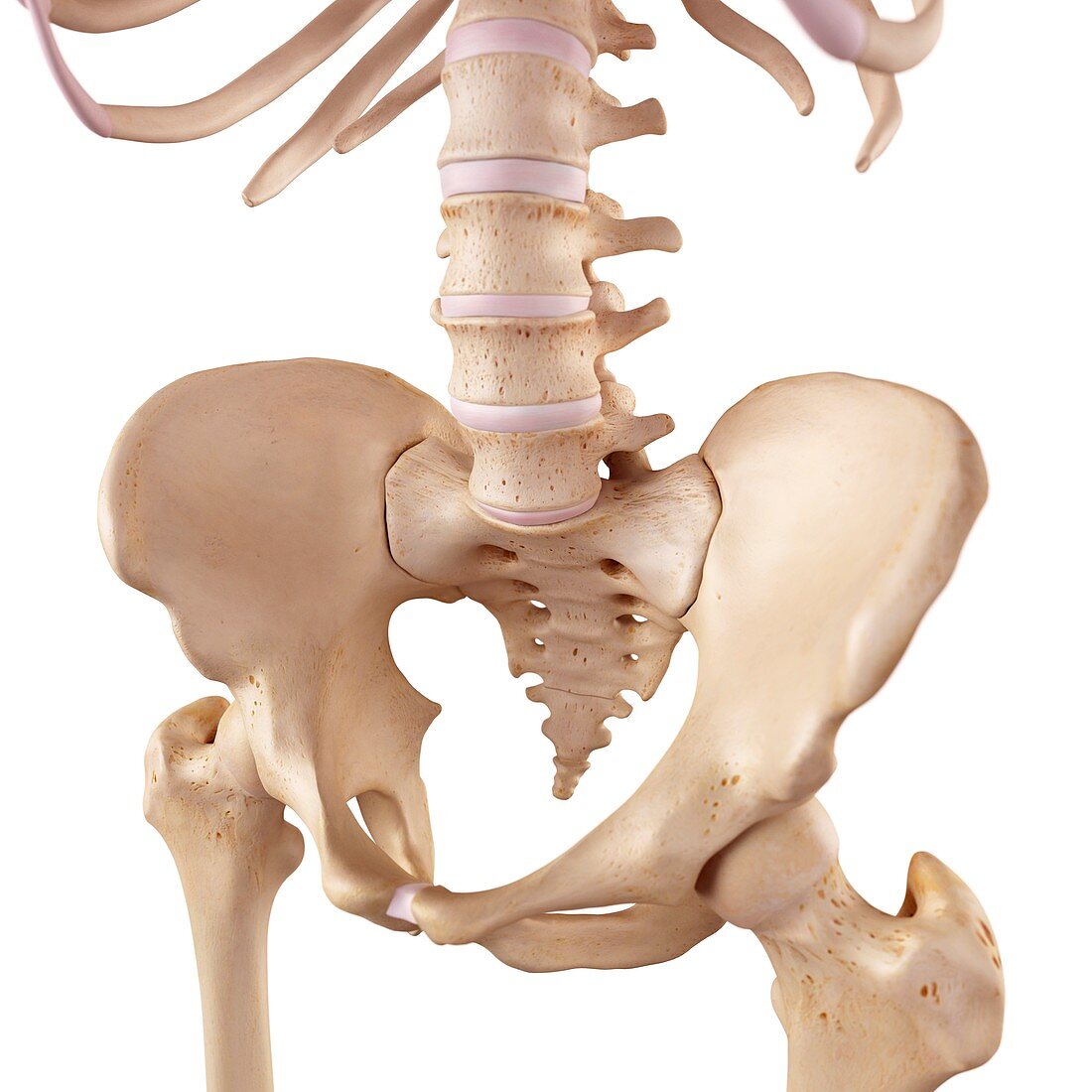 Human sacrum