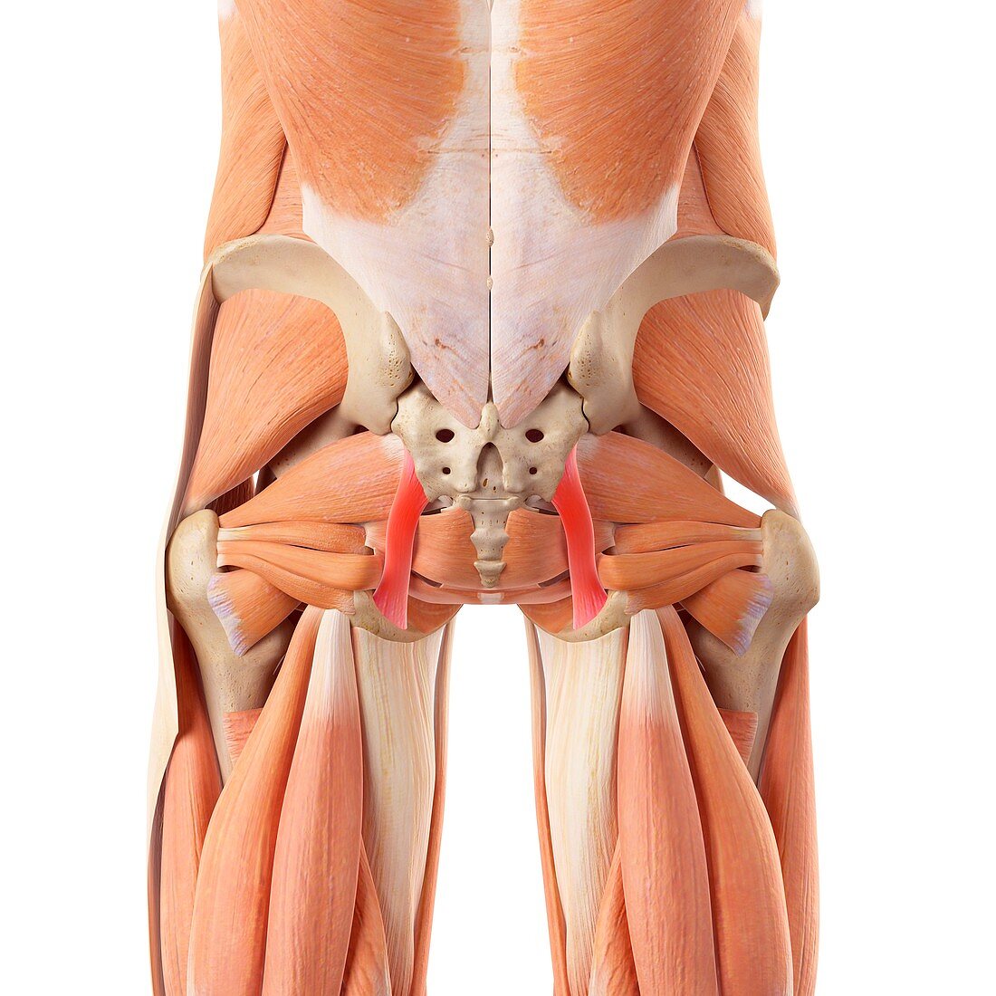 Human buttock ligaments