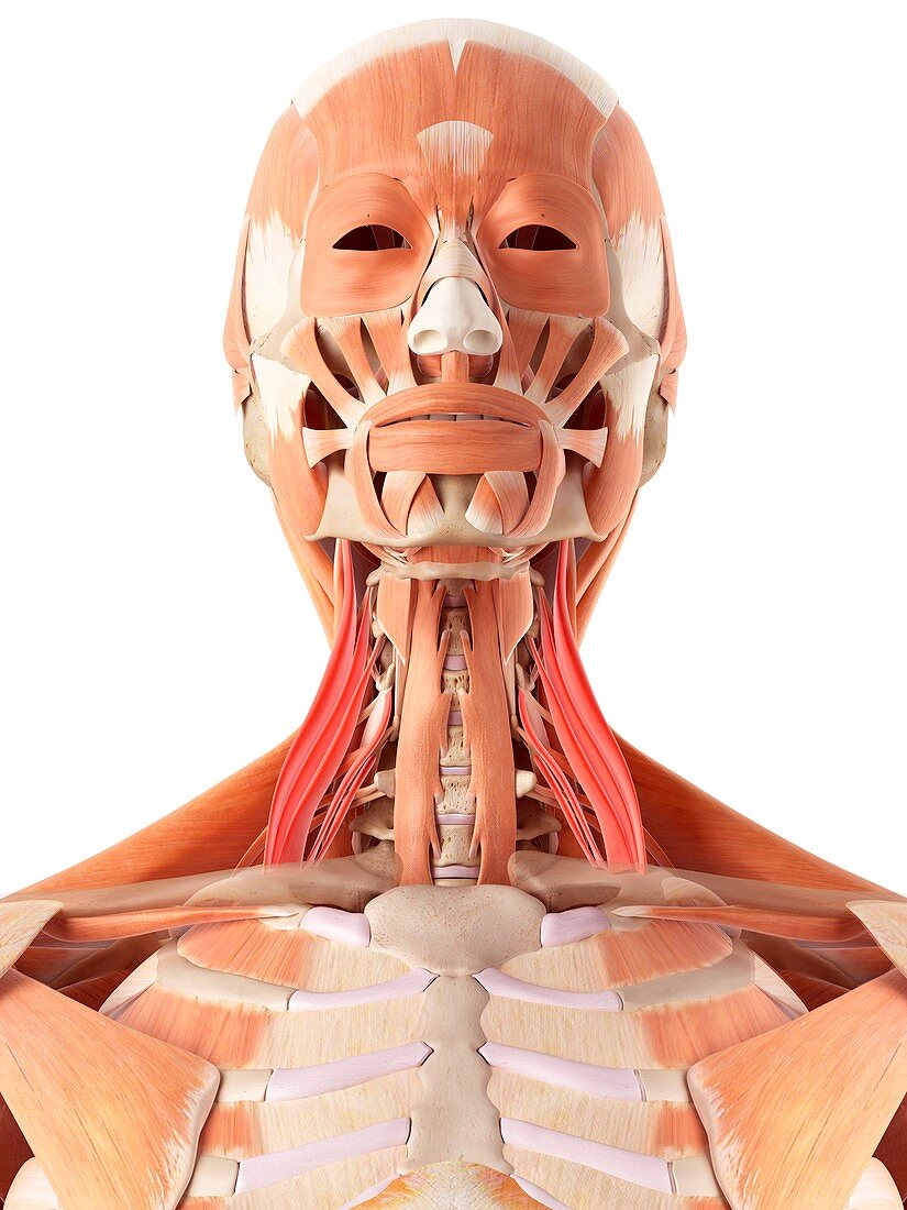 Human facial and neck muscles