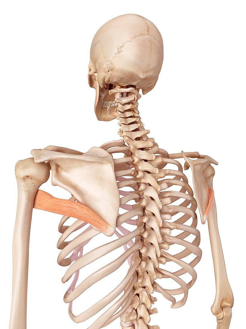 Human back muscle