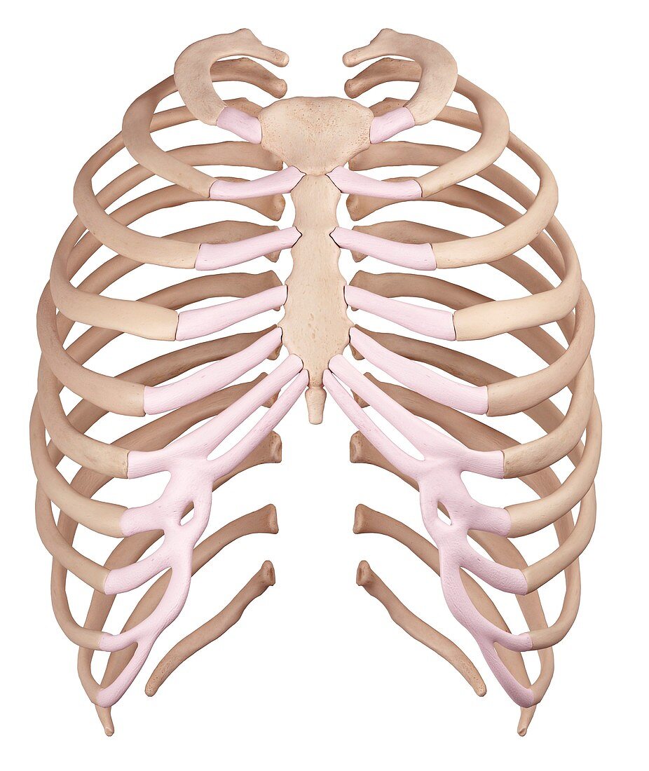 Human ribcage