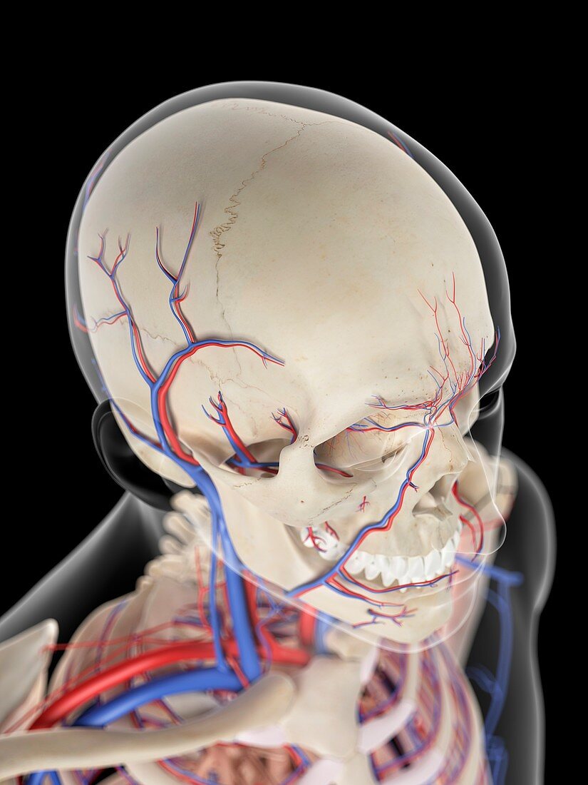 Vascular system of Head