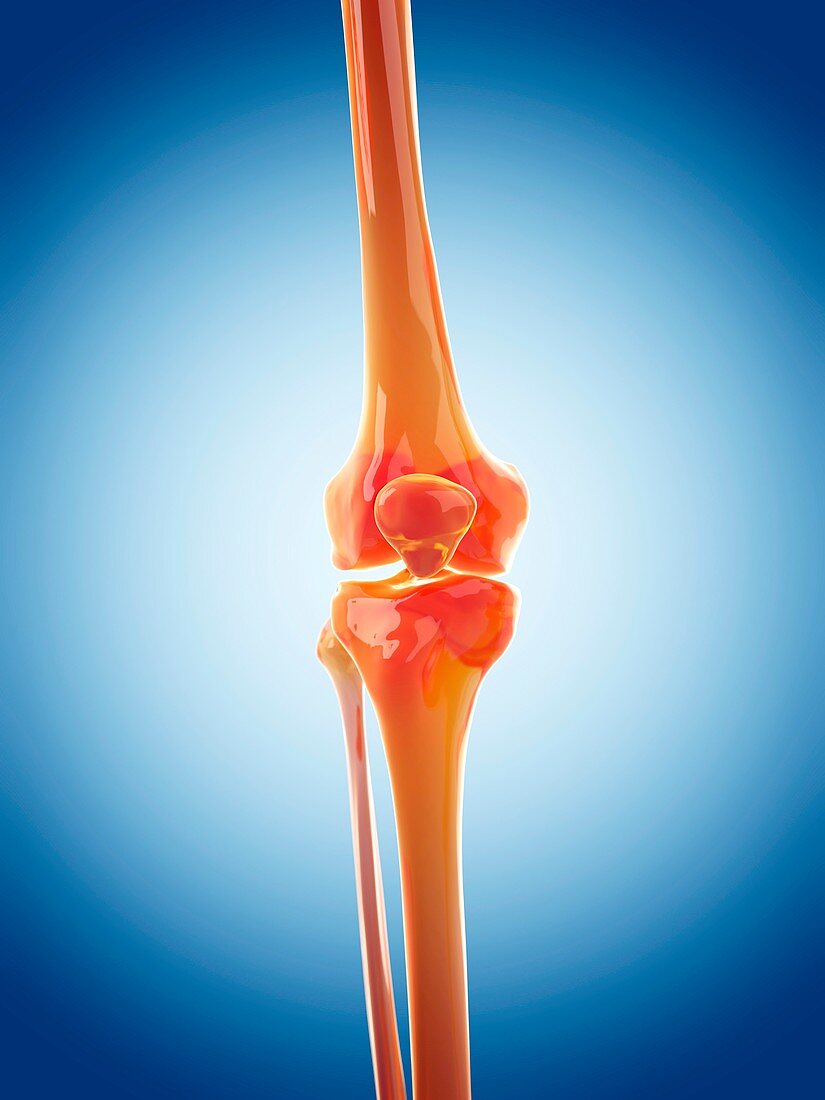 Human knee joint