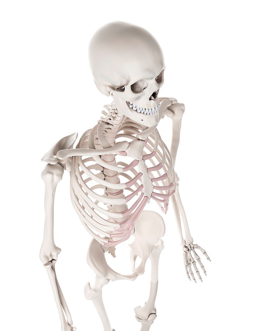 Human skeleton