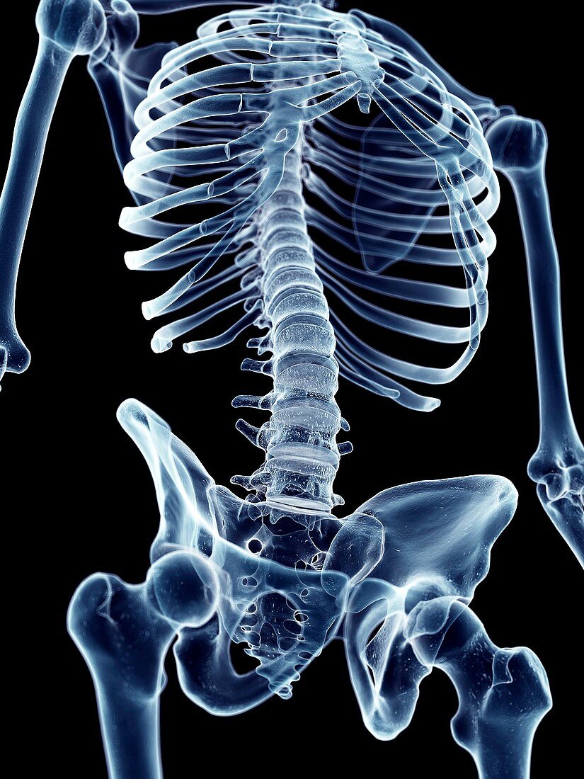 Human skeletal structure