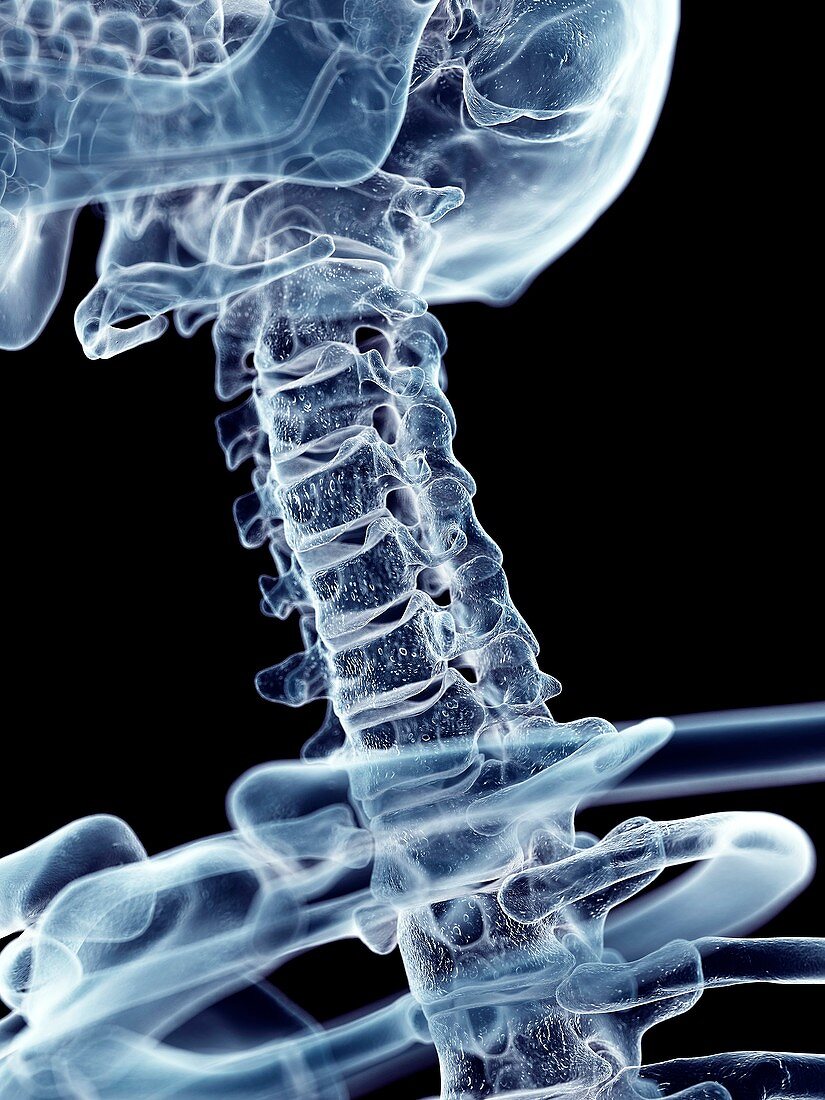 Human cervical spine