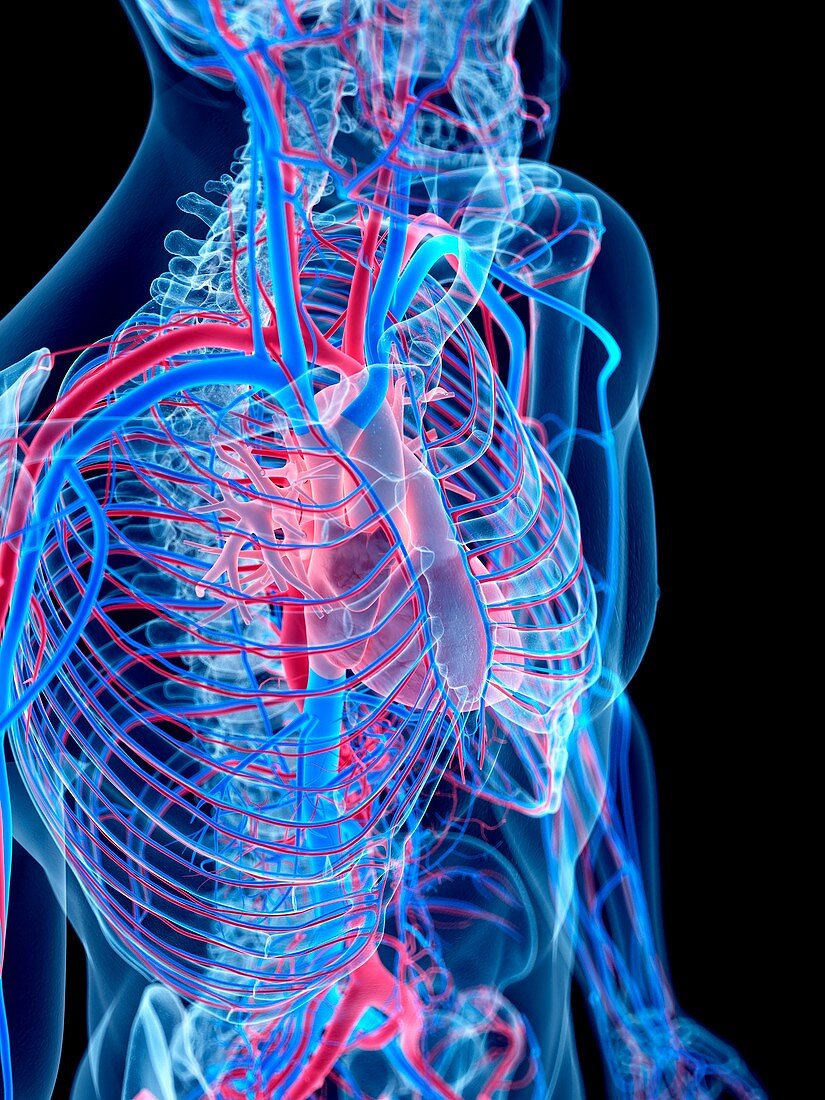 Human cardiovascular system