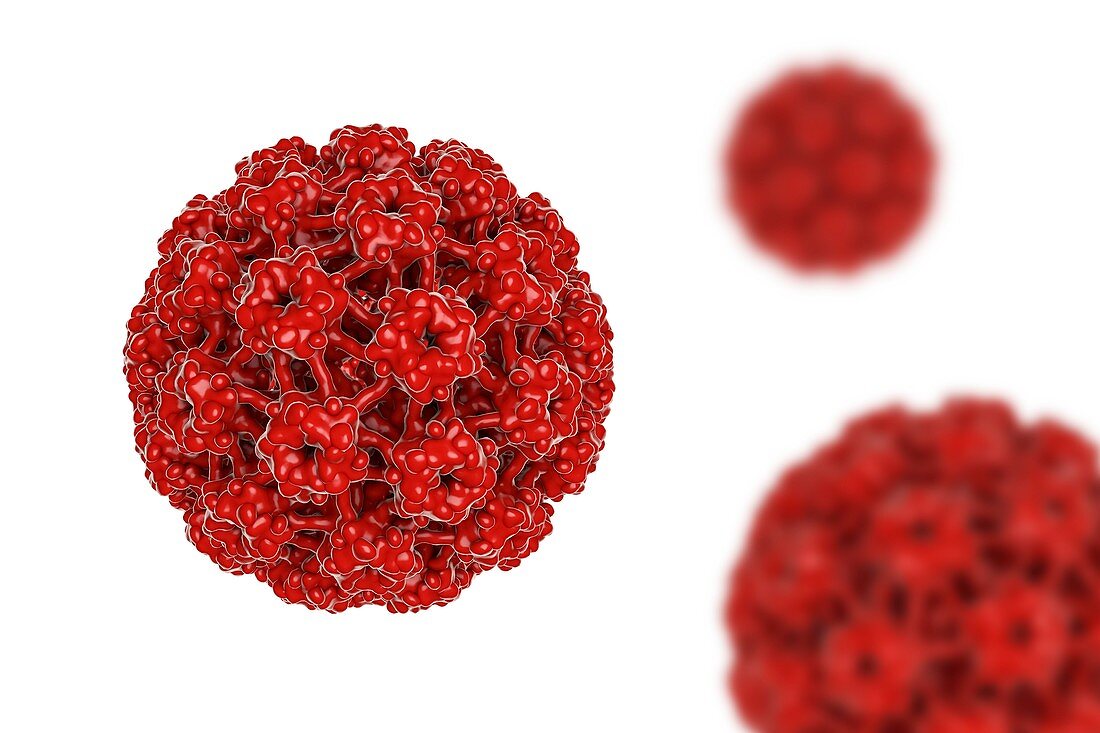 Human papilloma virus,illustration