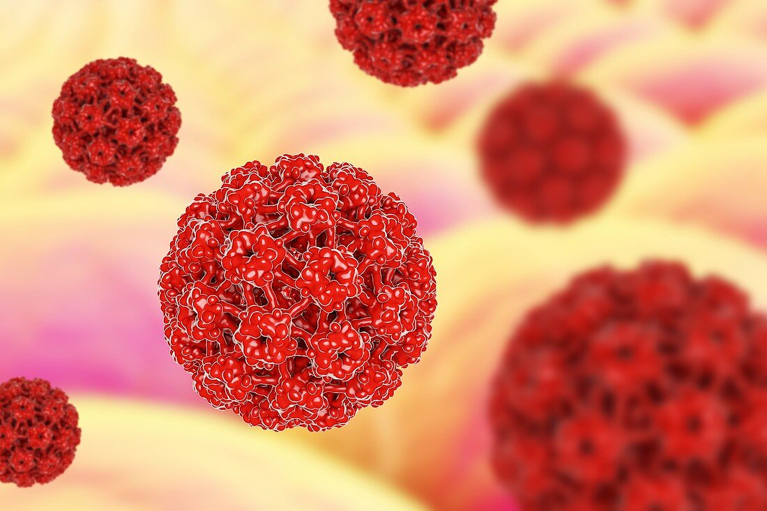 Human papilloma virus,illustration