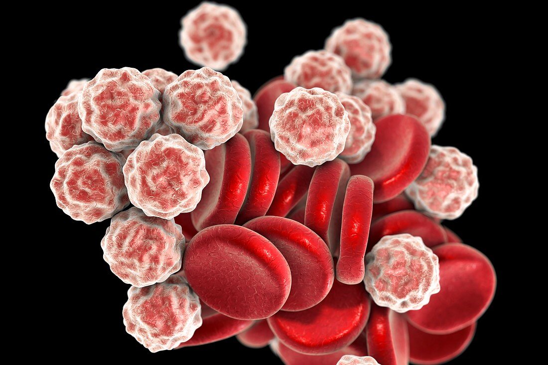 Blood cells,illustration