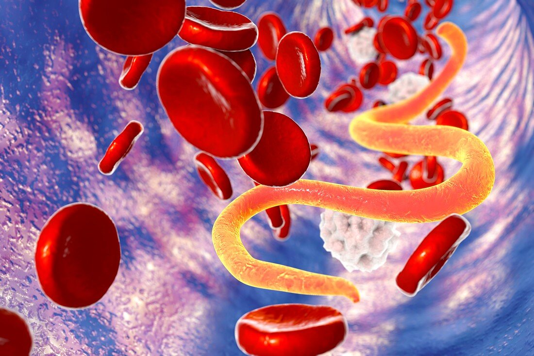 Microfilaria worms in blood,illustration