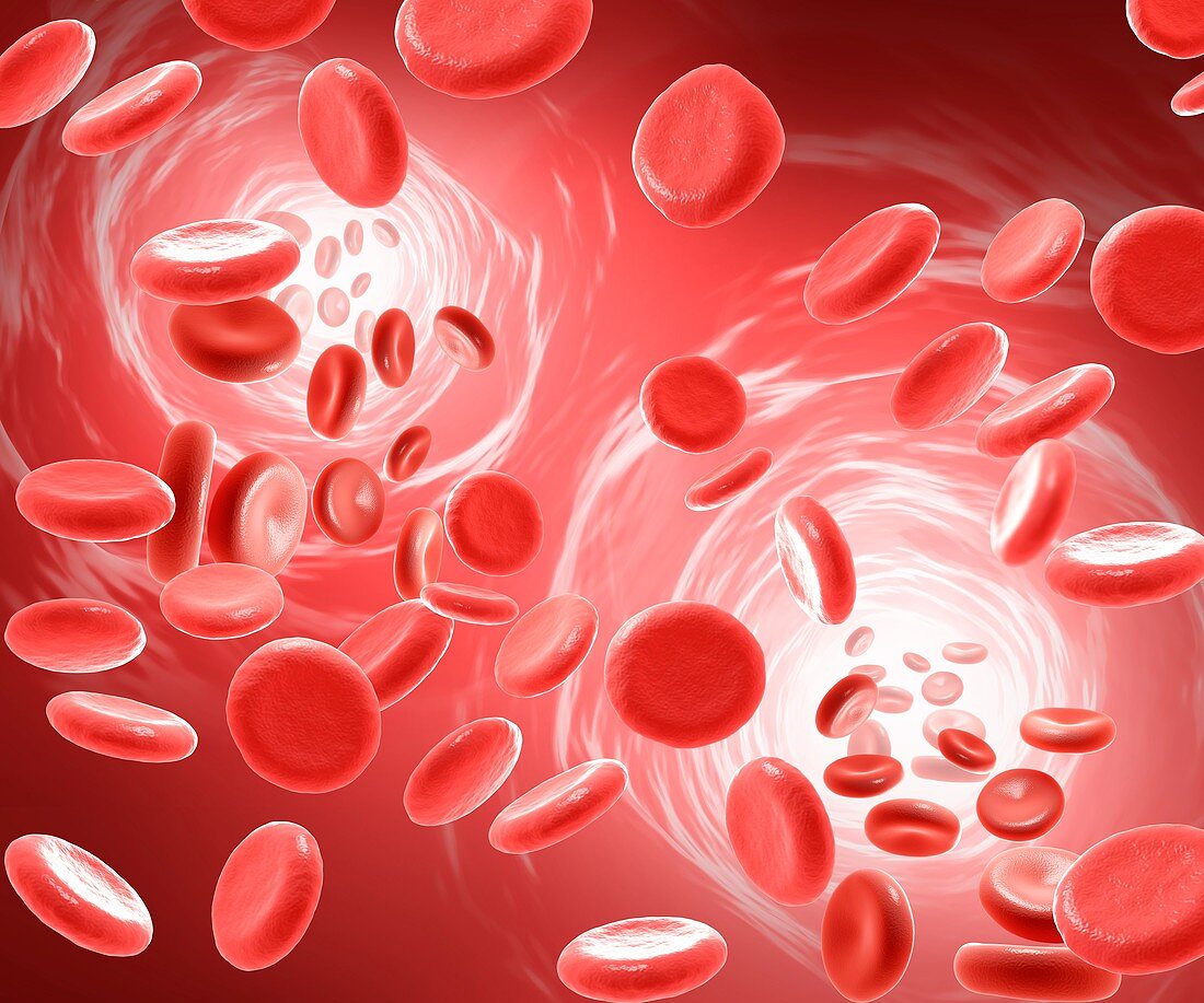 Red blood cells,illustration