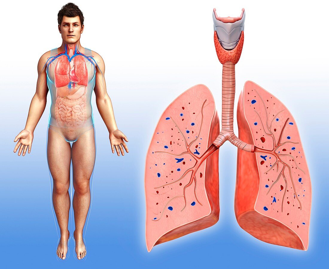 Lung anatomy,illustration