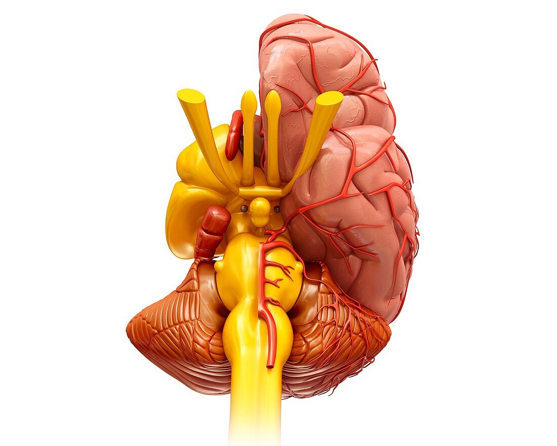 Brain hemisphere anatomy,illustration