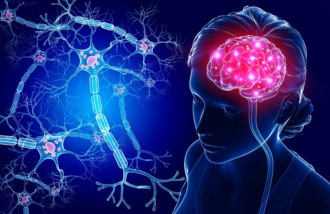 Brain and nerve cells,illustration