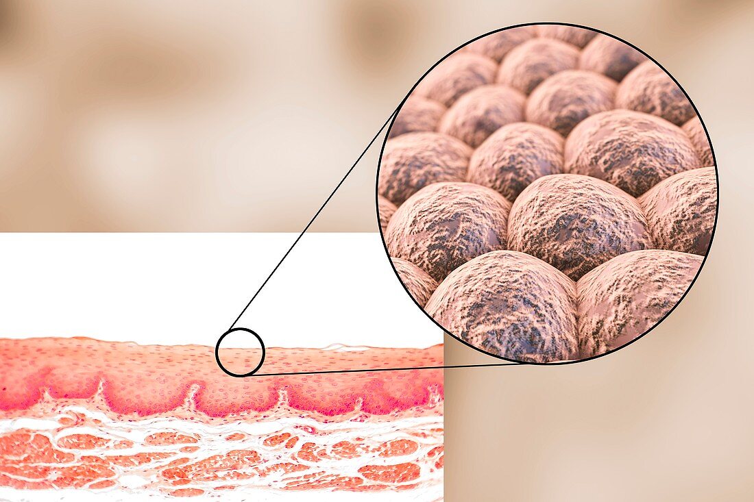 Layer of cells,illustration