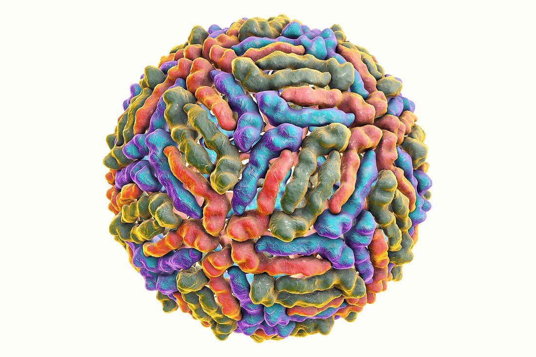 West Nile virus particle,illustration