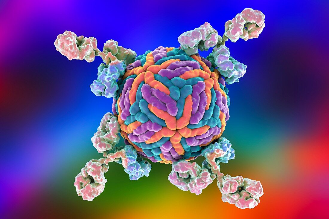 Antibodies and Zika virus,illustration