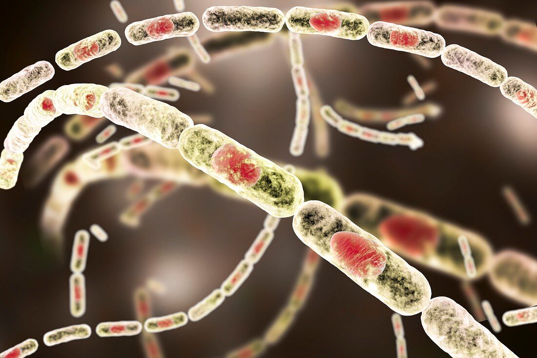 Anthrax bacteria,illustration