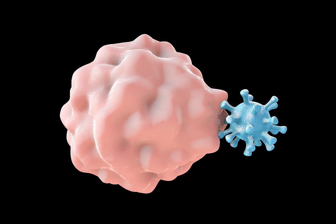 Phagocytosis of a virus,illustration