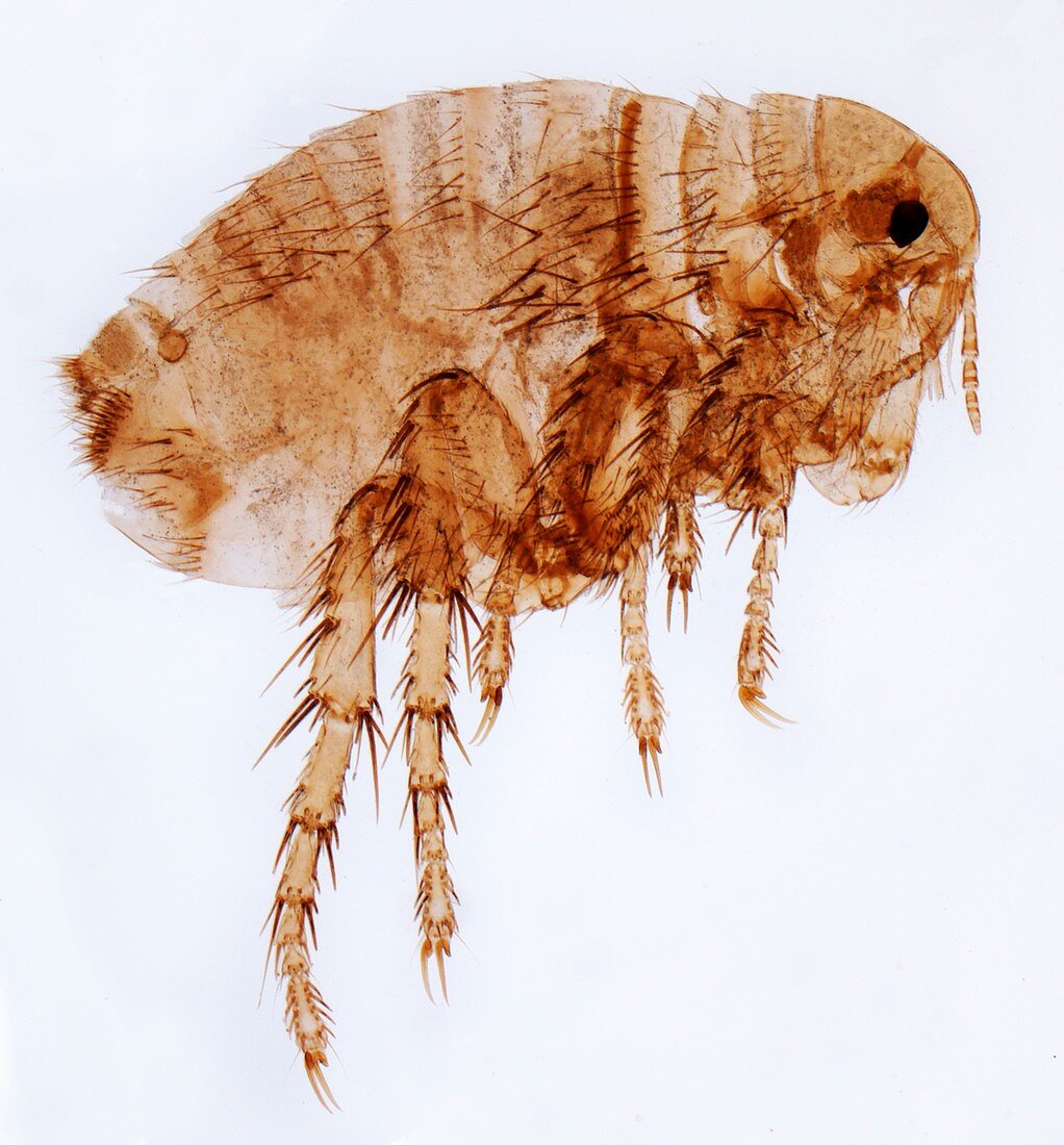 Female flea,LM
